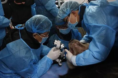 4月25日,应成都大熊猫繁育研究基地的邀请,成都牛八体育业务院长、四川大学华西医院原眼科主任、博士生导师罗清礼教授,特地前往该基地为生病的大熊猫进行了会诊1.jpg 4月25日,应成都大熊猫繁育研究基地的邀请,成都牛八体育业务院长、四川大学华西医院原眼科主任、博士生导师罗清礼教授,特地前往该基地为生病的大熊猫进行了会诊1.jpg