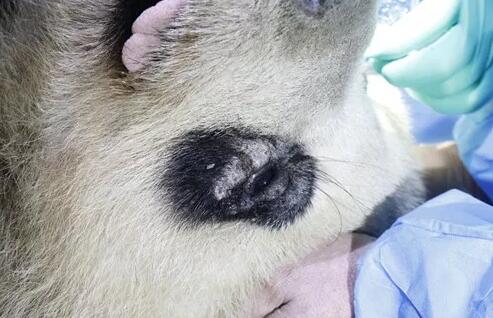 4月25日,应成都大熊猫繁育研究基地的邀请,成都牛八体育业务院长、四川大学华西医院原眼科主任、博士生导师罗清礼教授,特地前往该基地为生病的大熊猫进行了会诊2.jpg 4月25日,应成都大熊猫繁育研究基地的邀请,成都牛八体育业务院长、四川大学华西医院原眼科主任、博士生导师罗清礼教授,特地前往该基地为生病的大熊猫进行了会诊2.jpg