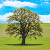 牛八体育集团股份有限公司环境保护政策